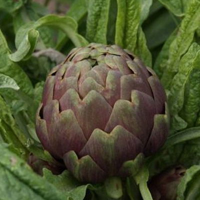 Pasta con Carciofi di Pietrelcina